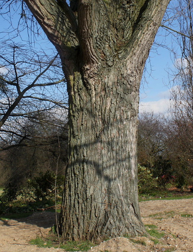 Изображение особи Populus deltoides.