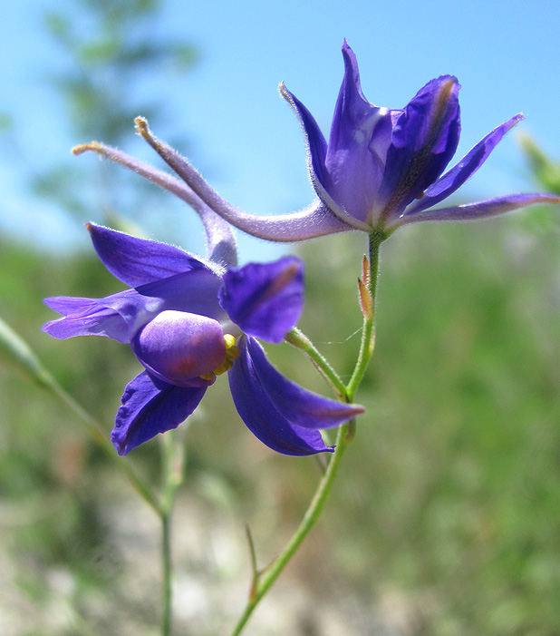 Image of Delphinium paniculatum specimen.