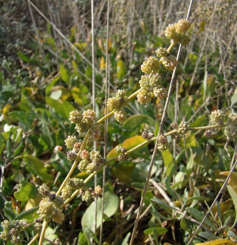 Изображение особи Halimione verrucifera.