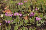 Primula patens