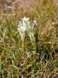 Gentiana algida