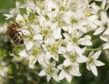 Allium ramosum