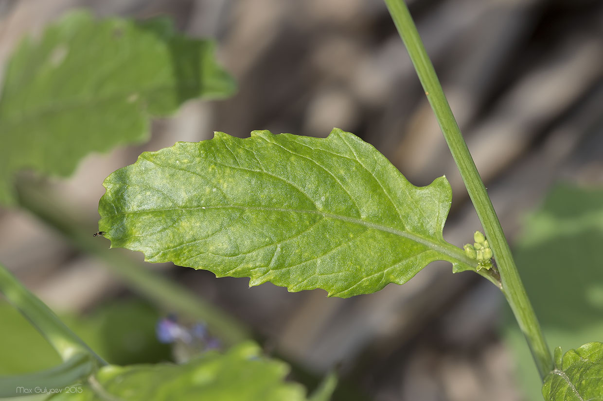 Изображение особи Rapistrum rugosum.