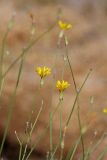 Chondrilla lejosperma. Верхушка цветущего растения. Южный Казахстан, горы Алатау (Даубаба), Восточное ущелье. 11.08.2014.