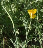 Eschscholzia californica