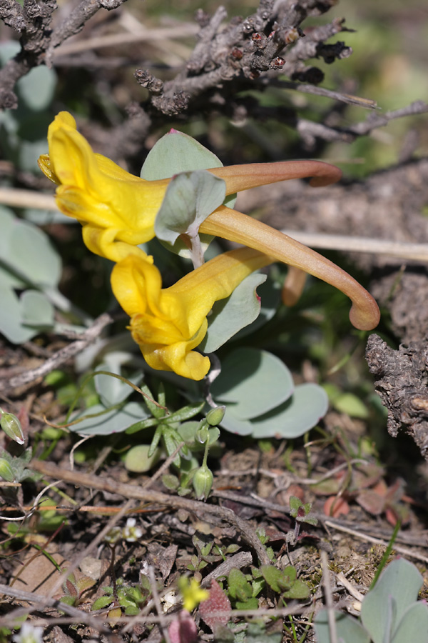 Изображение особи Corydalis sewerzowii.