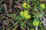 Chrysosplenium alternifolium