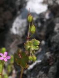 Geranium lucidum