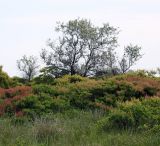 Elaeagnus angustifolia. Деревья в скумпиевом лесу. Украина, Херсонская обл., Голопристанский р-н, о-в Тендровская Коса, северо-западная часть. 27 мая 2007 г.
