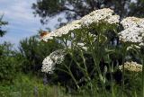 Achillea millefolium. Верхушка цветущего растения с сидящим жуком-мягкотелкой. Республика Адыгея, г. Майкоп, восточная окраина города, луг у р. Гиага. 18.06.2016.