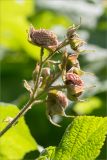 Rubus parviflorus