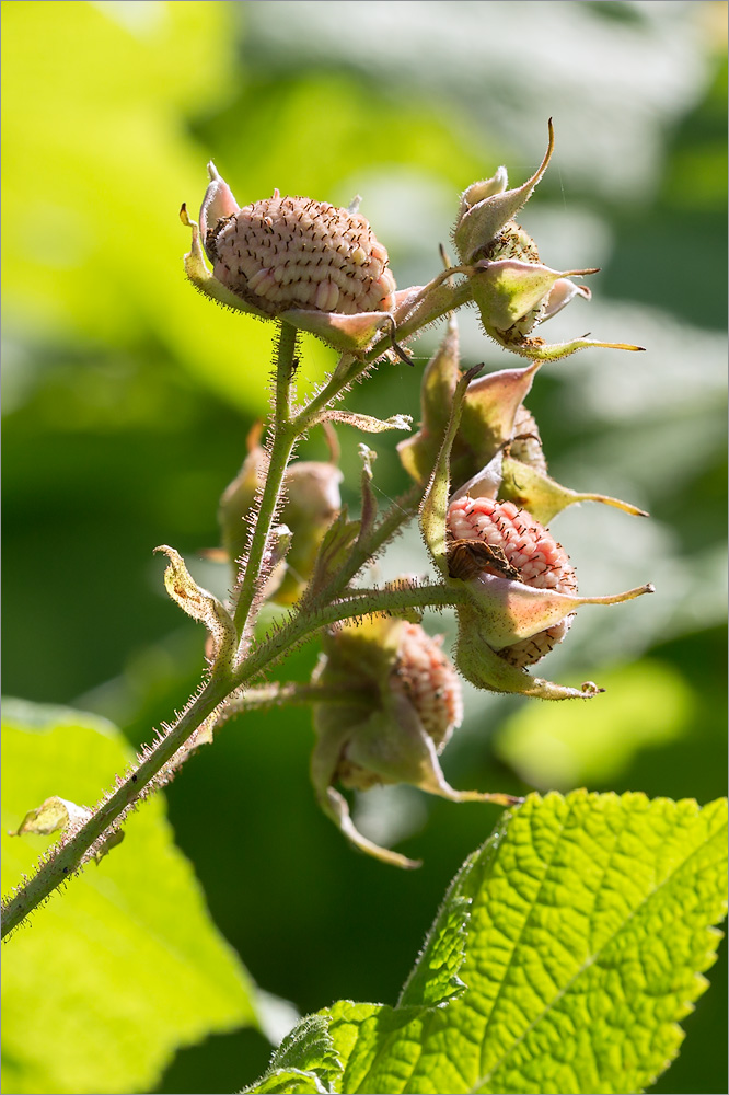 Изображение особи Rubus parviflorus.