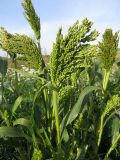 Panicum miliaceum. Верхушки побегов с соцветиями. Томск, городская свалка. 10.09.2015.