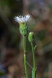 род Erigeron