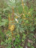 Cuscuta campestris