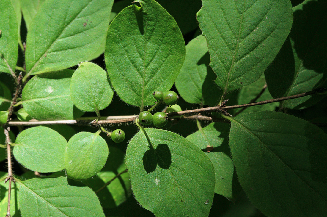 Изображение особи Lonicera chrysantha.