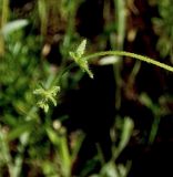 Cruciata pedemontana