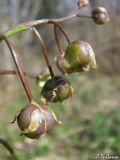 Scilla bifolia. Часть соплодия. Крым, Байдарская долина, окр. с. Кизиловое. 12.04.2010.