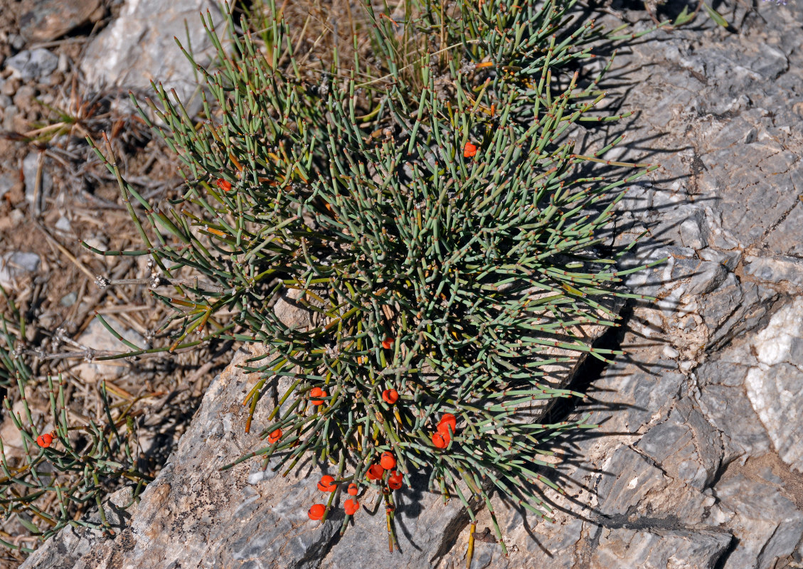 Image of Ephedra intermedia specimen.