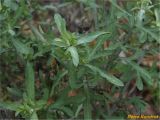 род Centaurea. Вегетирующее растение. Украина, г. Николаев, Заводский р-н, Намыв, берег р. Южный Буг. 20.12.2017.