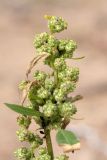 Chenopodium album