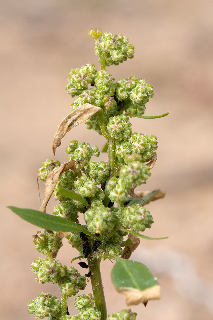 Изображение особи Chenopodium album.