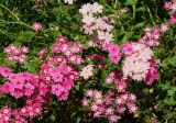 Phlox drummondii. Верхушки растений с соцветиями. Восточный Казахстан, г. Усть-Каменогорск, Архитектурно-ландшафтный музей-заповедник, в культуре. 11.08.2017.