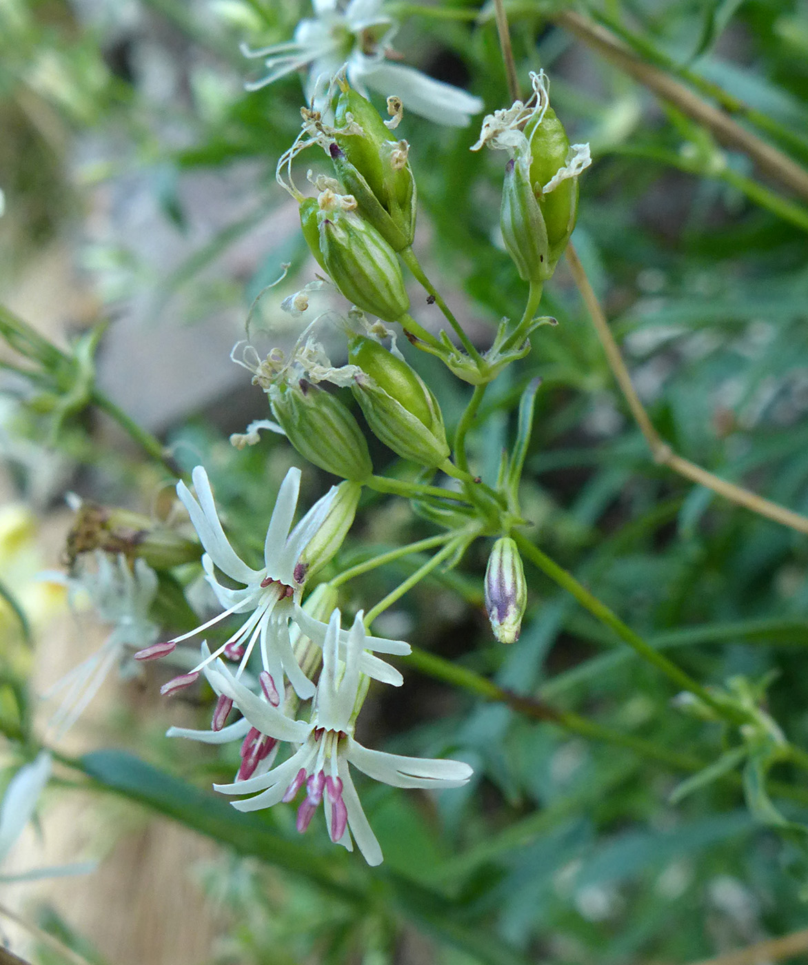 Image of Silene foliosa specimen.