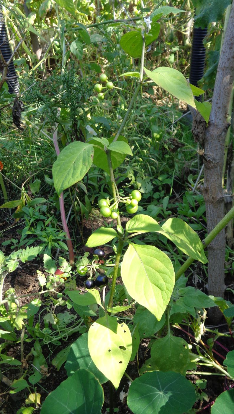 Изображение особи Solanum retroflexum.