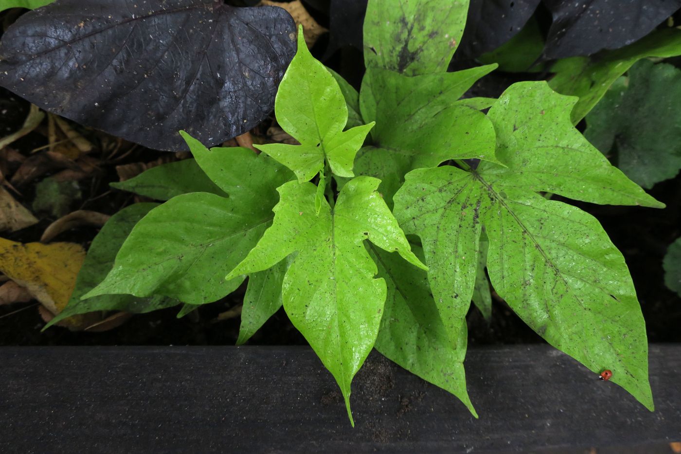 Изображение особи Ipomoea batatas.