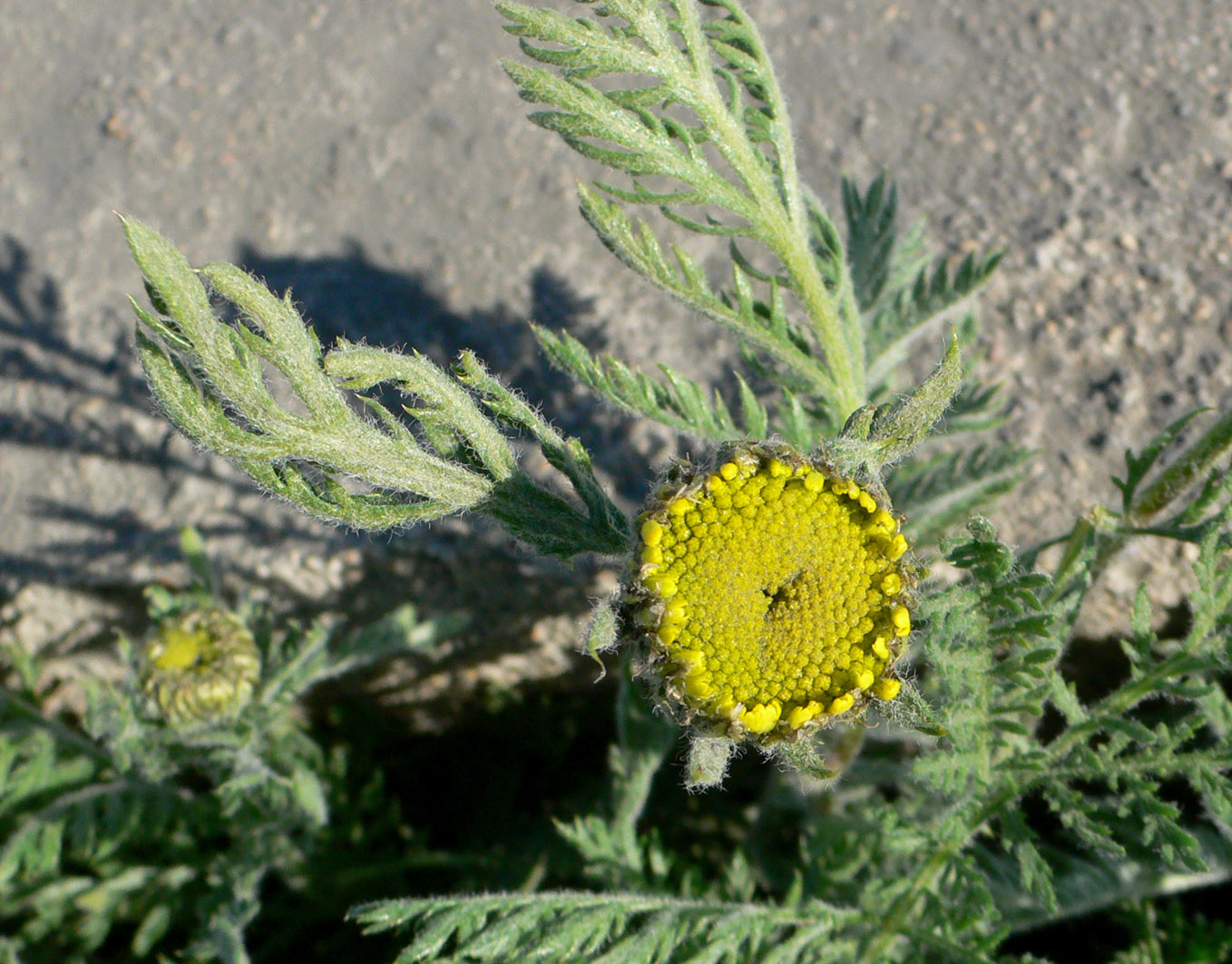 Изображение особи Tanacetum bipinnatum.