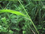 Brachypodium sylvaticum