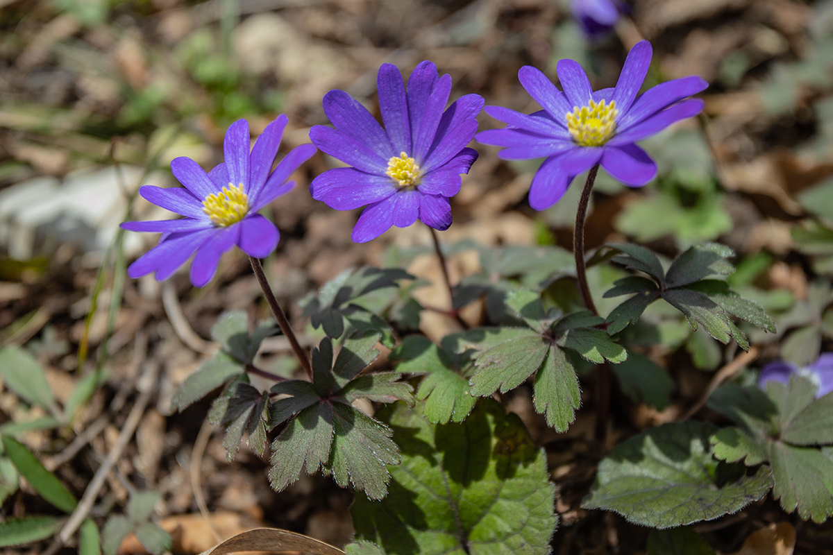 Изображение особи Anemone banketovii.