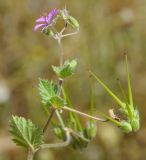 Erodium malacoides