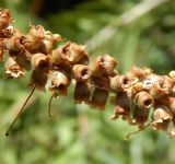 Callistemon phoeniceus