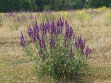 Salvia tesquicola