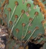 Opuntia aciculata