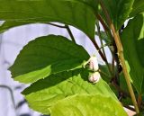 Schisandra chinensis. Цветки и листья. Смоленск, в культуре. Начало июня.