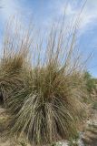 Neotrinia splendens. Вегетирующее растение высотой около 2,5 м. Узбекистан, Бухарская обл., окр. оз. Тудакуль, засоленный берег Аму-Бухарского канала. 4 мая 2022 г.