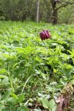 Fritillaria meleagris