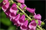 Digitalis purpurea