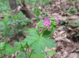 Geranium lucidum