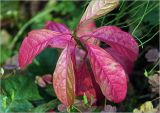 Euonymus europaeus