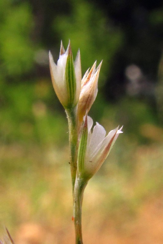Изображение особи Bufonia parviflora.