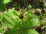 Paris quadrifolia