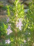 Rosmarinus officinalis. Веточка с цветками. Краснодарский край, Черноморское побережье Кавказа, г. Новороссийск, в культуре. 23 декабря 2010 г.