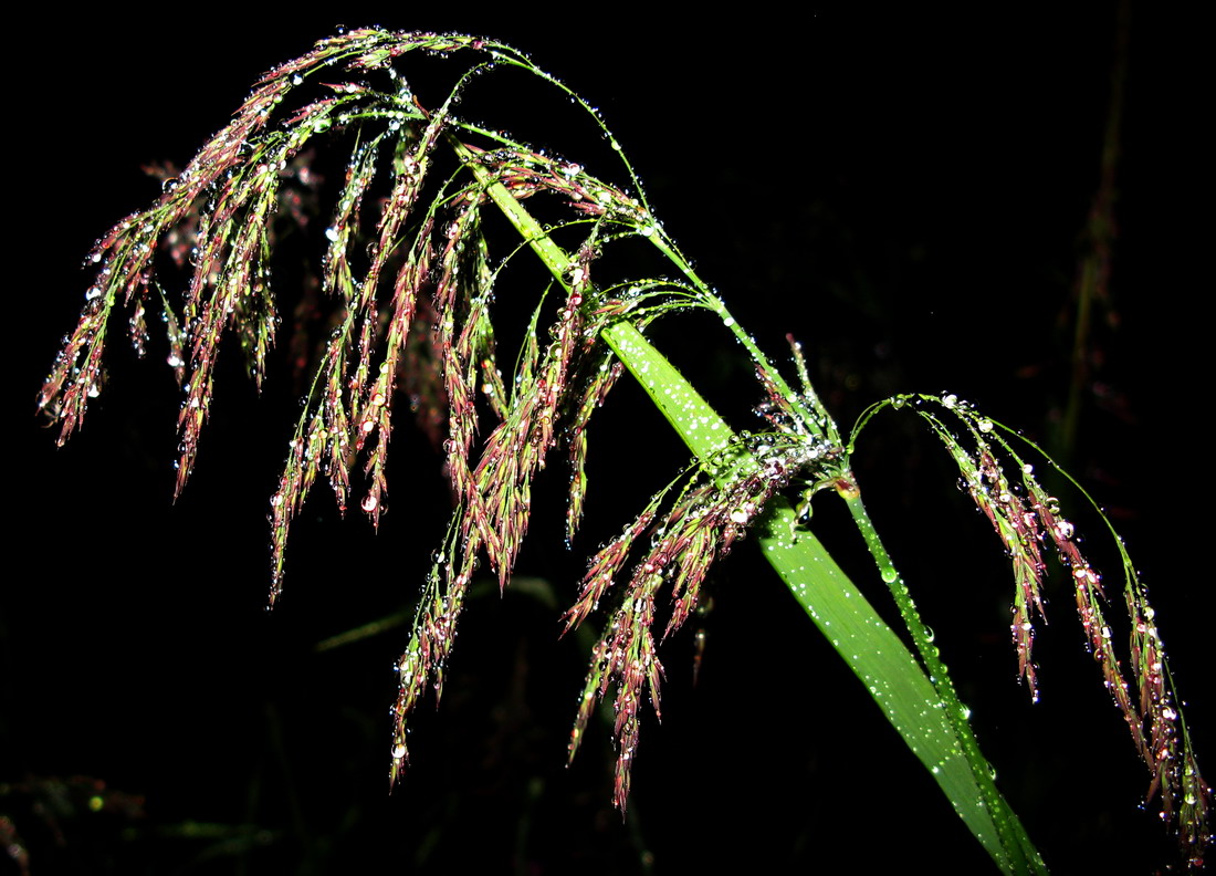 Изображение особи Calamagrostis langsdorffii.