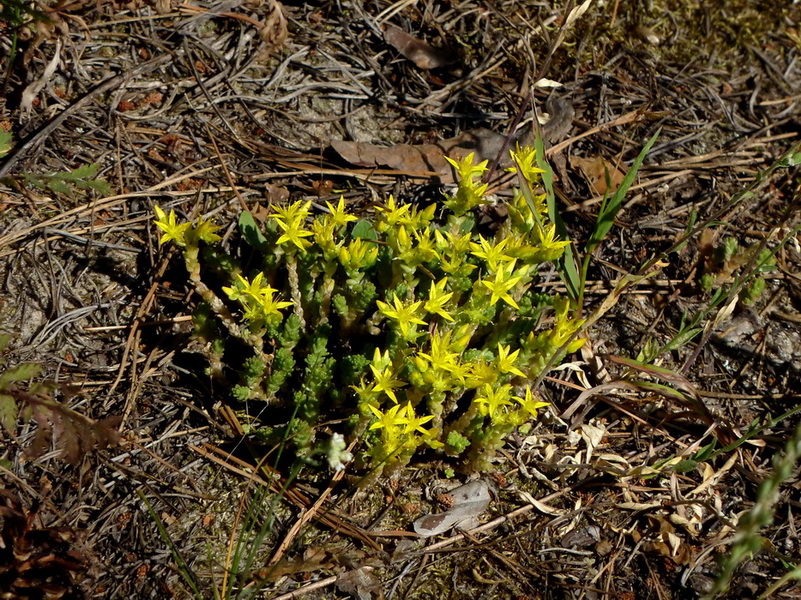 Изображение особи Sedum acre.