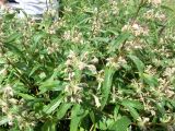 Phlomis pungens