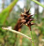 Carex dioica. Соплодие и личинка насекомого. Архангельская обл., Вельский р-н, заболоченный сфагновый лес. 15.08.2012.